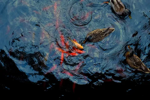 水面上三只棕色鸭子的鸟瞰图 水面上三只棕色鸭子的鸟瞰图