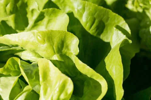 沙拉,生菜,绿色,frisch,食用,维生素,蔬菜,健康 沙拉,生菜,绿色,frisch,食用,维生素,蔬菜,健康