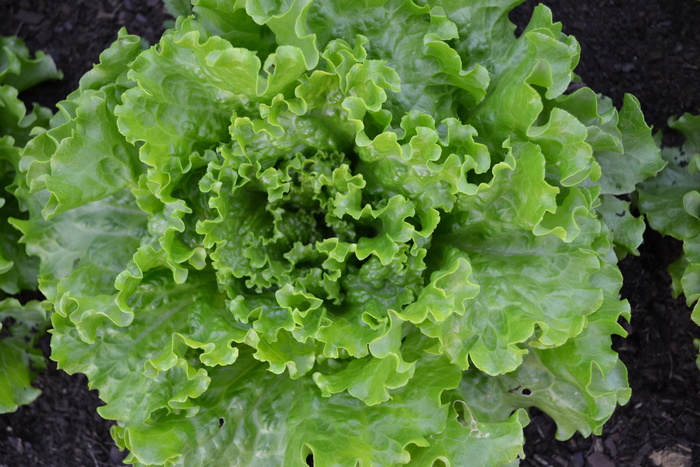 生菜，巴达维亚，蔬菜沙拉，菜园，收获，蔬菜，花园，绿色