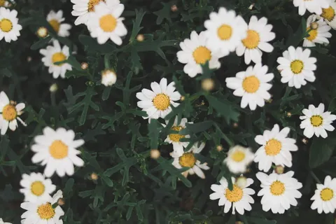 白色,雏菊,夏天,植物,自然,黄色,灌木,春天 白色,雏菊,夏天,植物,自然,黄色,灌木,春天