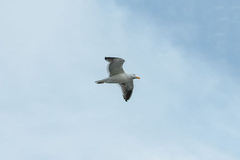 美国，旧金山，自然，壁纸，天空，飞行，生物，海鸥
