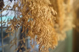 晒干植物，自然过程，自然，亚洲，植物，无人，白天，选择性聚焦