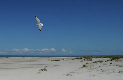 海鸥,鸟,翅膀,飞翔,海滩,沙子,水,天空 海鸥,鸟,翅膀,飞翔,海滩,沙子,水,天空