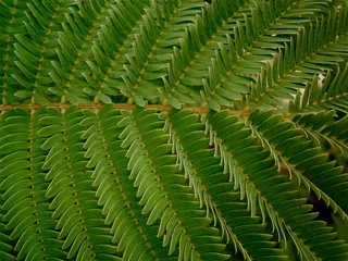叶子，绿色，蔬菜，树，草，向后，纹理，绿色