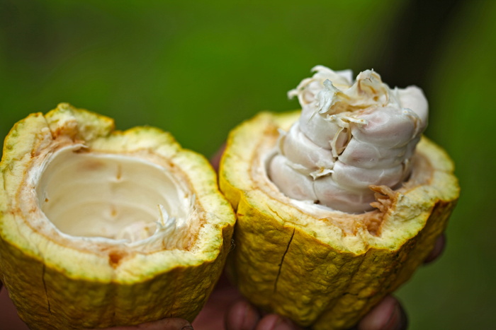 绿壳水果、植物、食品、水果、奶油、冰淇淋、甜点、奶油