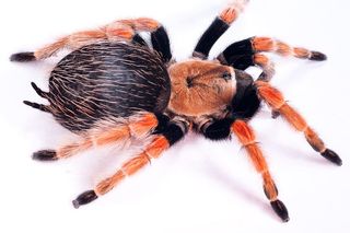 蜘蛛，多毛，不寻常，特写，孤立，照片，恐怖，自然