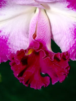 兰花，花朵，紫罗兰，植物群，兰花，花朵，明亮，生长，装饰