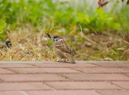 麻雀，玛祖卡，钢笔，店员，走道，草，动物，自然