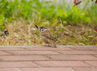 麻雀，玛祖卡，钢笔，店员，走道，草，动物，自然