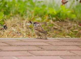 麻雀，玛祖卡，钢笔，店员，走道，草，动物，自然