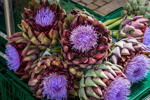 洋蓟,蔬菜,洋蓟花,开花,开花,农民本地市场,洋蓟植物,食品 洋蓟,蔬菜,洋蓟花,开花,开花,农民本地市场,洋蓟植物,食品