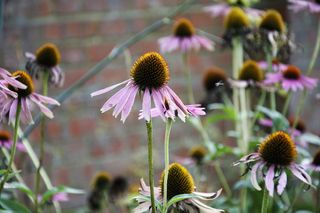 球果，花，花园，粉红色，球果花，花园，花，脆弱，植物