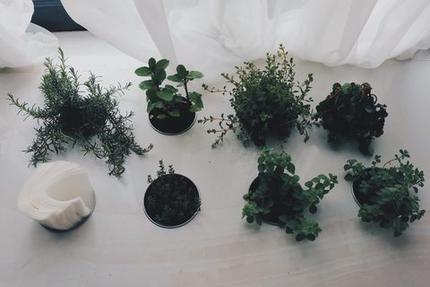 植物，装饰，幼苗，装饰，花卉，白色，绿色，种植