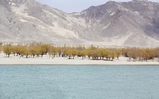 自然、景观、山脉、顶峰、山峰、雪、森林、树木