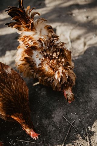 种鸡吃种子