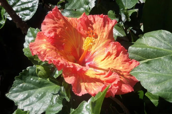 花，红色，百合，美丽，高，分辨率，自然，植物