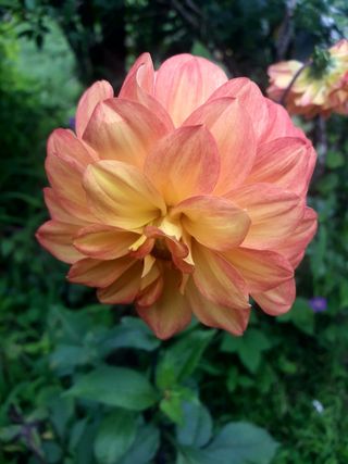 花，美丽，可怕，开花植物，植物，脆弱，脆弱，花瓣