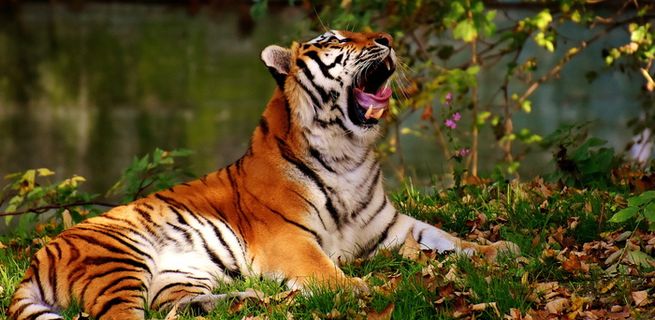 孟加拉虎，老虎，捕食者，毛皮，美丽，危险，猫，野生动物摄影