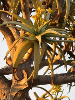 箭袋，树，日落，花，黄色，冬天，日落，开花