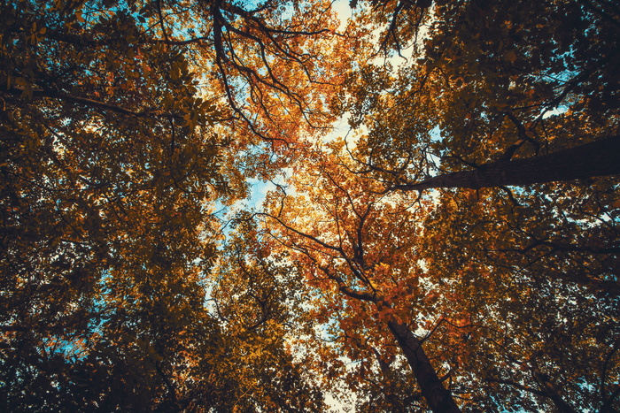自然，树木，树叶，秋天，秋叶，秋天，低角度拍摄，户外