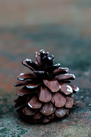 松果，秋天，自然，松果，聚焦前景，特写，无人，一天