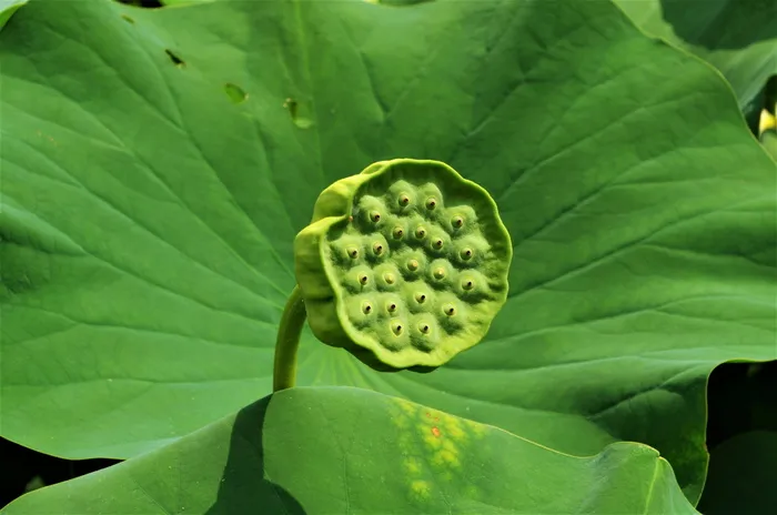 花，绿色，豆荚，水生植物，绿色，叶子，植物部分，生长