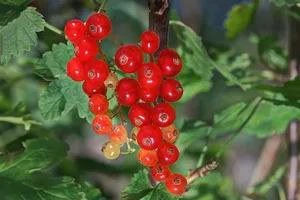 醋栗、水果、维生素、红色、果园、浆果、食物、营养