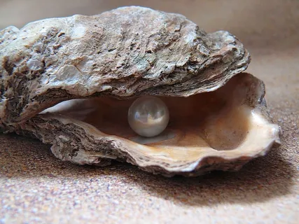 白色,珍珠,贝壳,牡蛎,光,海,贝壳珍珠,自然 白色,珍珠,贝壳,牡蛎,光,海,贝壳珍珠,自然