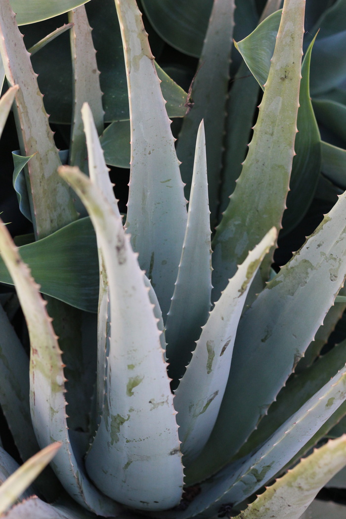 plantes，lanzarote，金丝雀，摄影，摄影，植物，植物，旅行