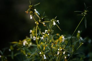 印度，西里古里，花，波基，模糊背景，树木，清晰照片，自然