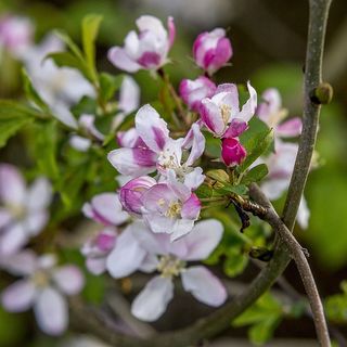 花，树，茎，枝，花瓣，花，开花植物，植物