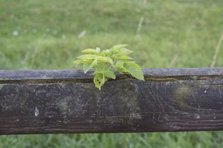 植物，木质，梁，围栏，木质梁，植物围栏，自然，绿色