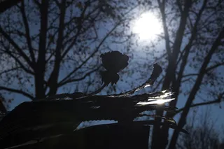 光、火炬、自然、户外、植物、动物、鸟类、阳光