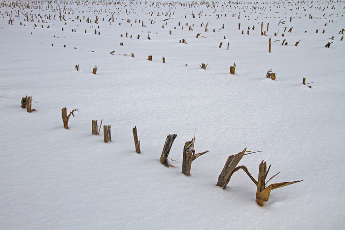 玉米，斯特伦克，玉米田，切玉米，雪，冬天，寒冷，动物群