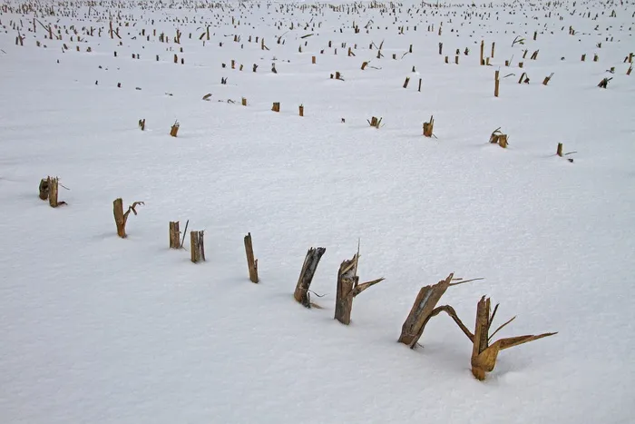 玉米，斯特伦克，玉米田，切玉米，雪，冬天，寒冷，动物群