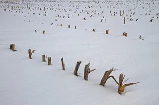 玉米，斯特伦克，玉米田，切玉米，雪，冬天，寒冷，动物群