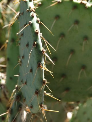 多刺梨，仙人掌，西南，多刺，刺，沙漠，植物，多汁植物