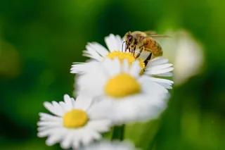 蜜蜂在白色和黄色花瓣的花朵上特写