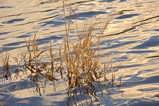 草、河流、波浪、风、镜像、反射、河岸、海岸