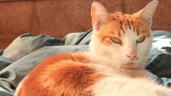 猫，宠物，床，午睡，躺着，哺乳动物，猫，家猫