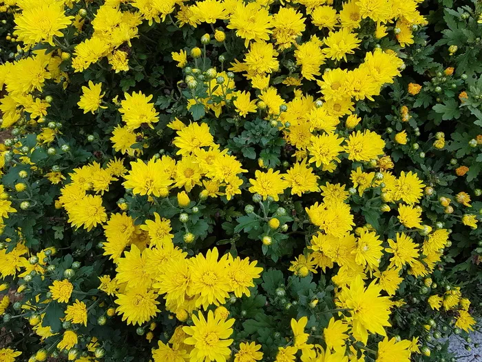 秋天，菊花，小黄花，黄色菊花，黄色花朵，花朵，秋天的花朵，黄色