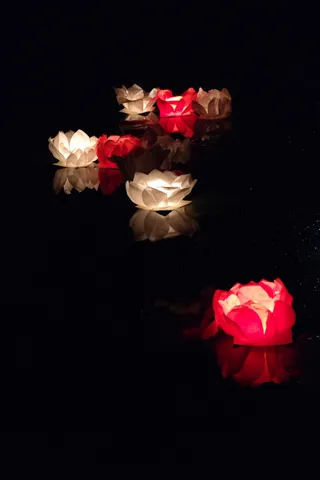 中国，浮子，蜡烛，莲花，玫瑰-花，花，红色，黑色背景