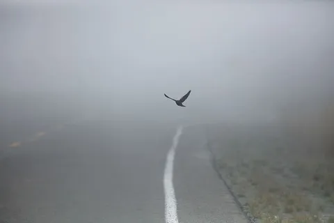 鸟类、雾、灰色、道路、飞行、交通、野生动物、野生动物