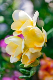 希腊, 阿利莫斯, 帕尼山, 花, 植物, 春天, 自然之美, 非城市场景