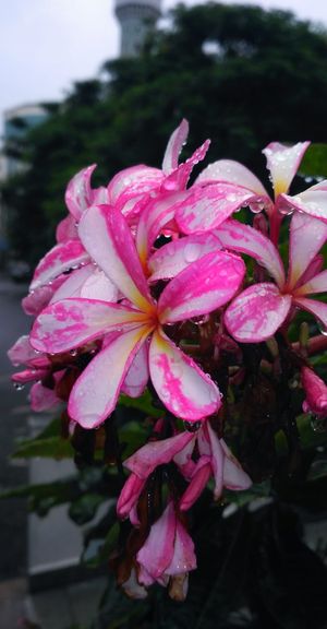 粉色，花朵，到期，多云，自然，植物，波基，粉色花朵