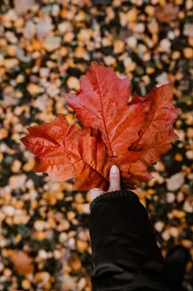 秋天在雾天向森林走去