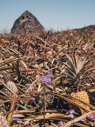 菠萝植物园，澳大利亚昆士兰，番红花，植物，植物区系，花朵，花朵
