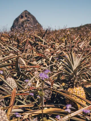 菠萝植物园，澳大利亚昆士兰，番红花，植物，植物区系，花朵，花朵