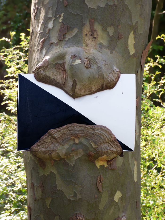 科托，海报，自然，香蕉，吃，吞食，没有人，特写