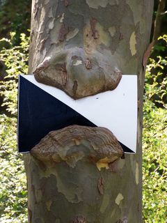 科托，海报，自然，香蕉，吃，吞食，没有人，特写